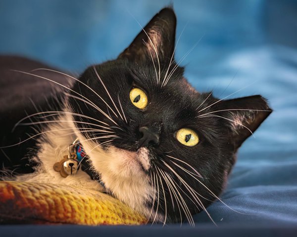 ¿Cómo hacer un crujiente pollo frito al estilo sureño?